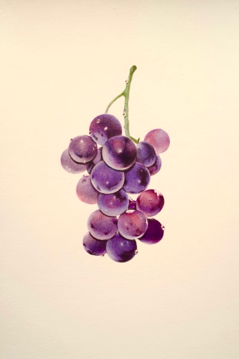 Sun-kissed grapes